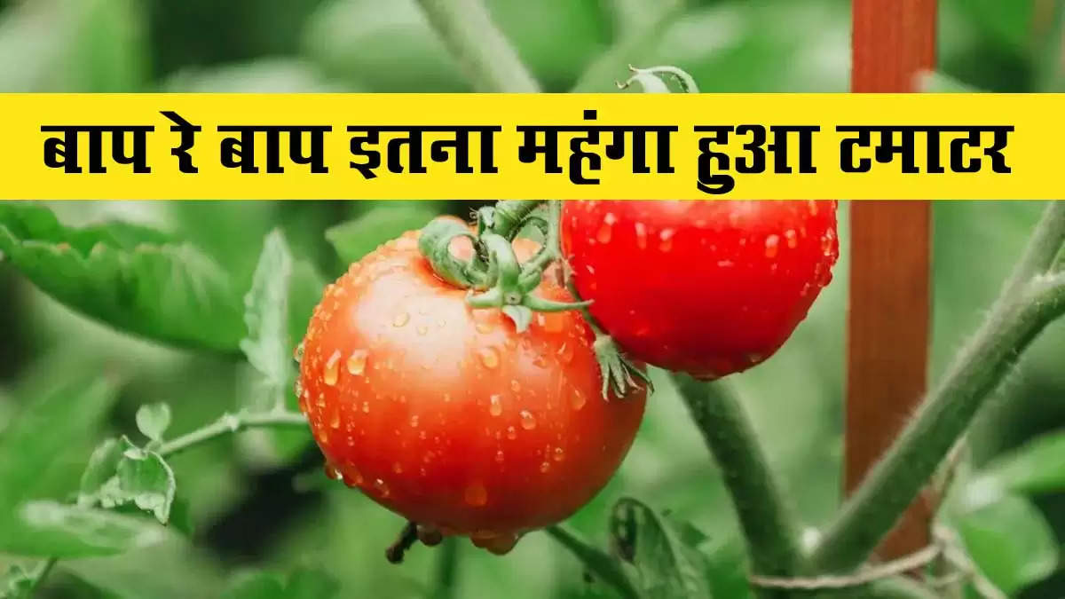 Tomatoes Price 7 oct 2024