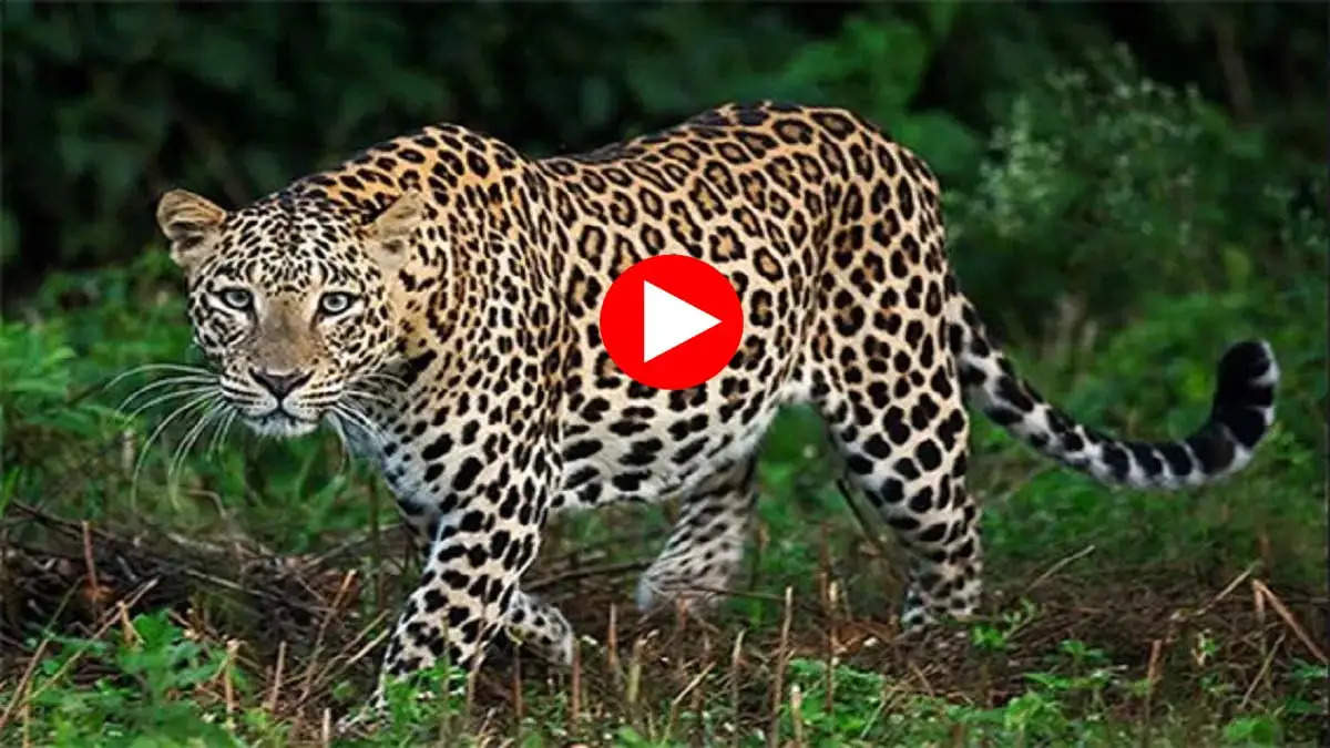 Leopard Attack Video Viral